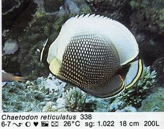 Chaetodon reticulatus